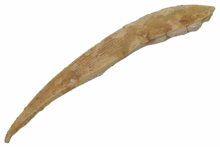 Fossil Shark (Hybodus) Dorsal Spine - Kem Kem Beds, Morocco #220017